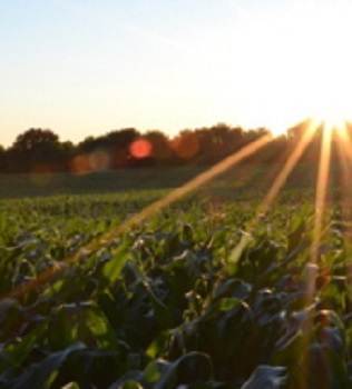 Crop field 350