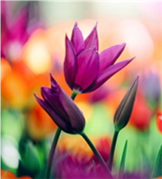 Tulips purple 350