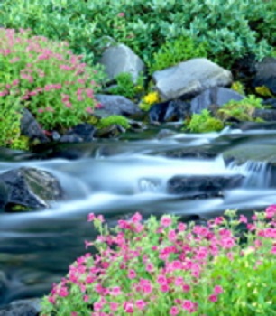 Water flowing flowers