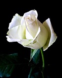 white rose