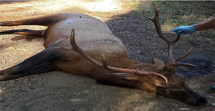 Elk