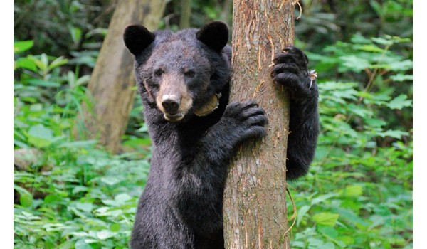 BEAR 600