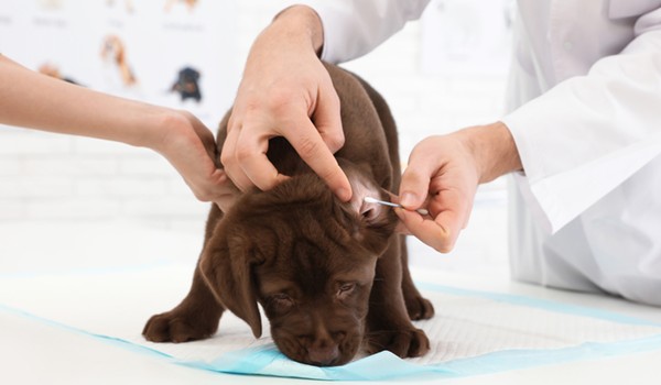 Puppy ear cleaning 600