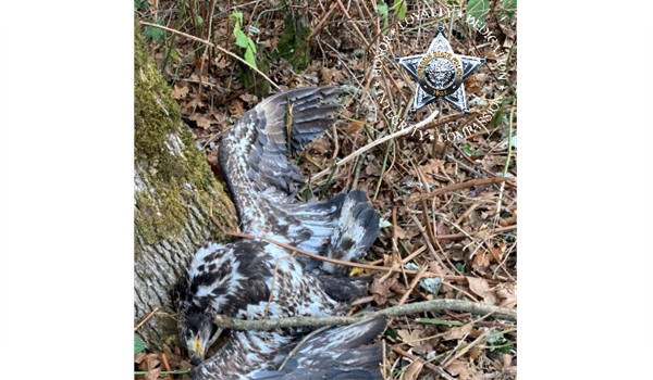 EAGLE OSP investigation 600