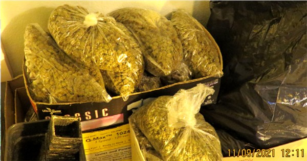 MARIJUANA GROW 1 11 9 21