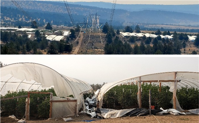 MARIJUANA GROW Harpold 700