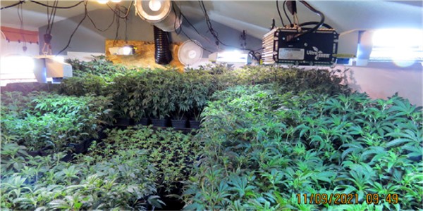 MARIJUANA GROW 1 11 9 21