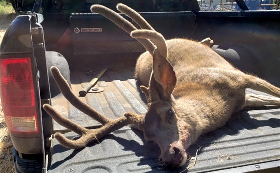 Poached buck JohnDay 2021