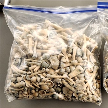 images3/CONTRABAND/Mushrooms-Evidence-OR_350.jpg-clayconews.com