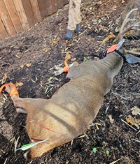 Buck shot with crossbow 2 NR 11 26 24 F and W Benton County200