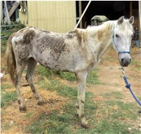 OREGON Horse rescued 200