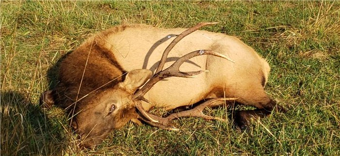 Poached bull elk Oregon